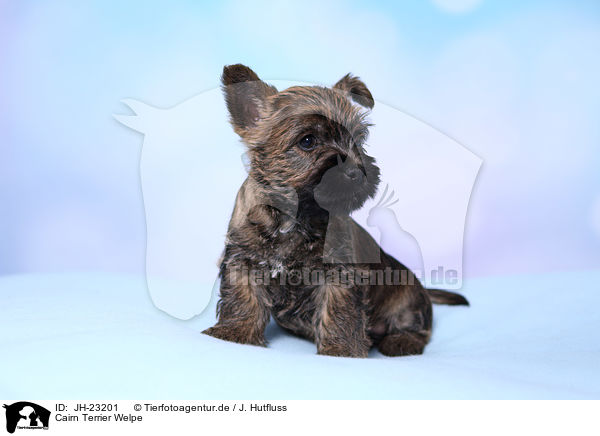 Cairn Terrier Welpe / JH-23201
