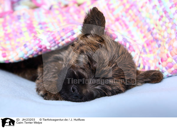 Cairn Terrier Welpe / JH-23203