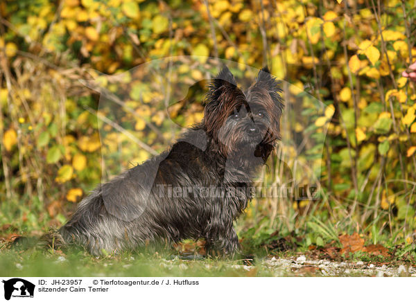 sitzender Cairn Terrier / sitting Cairn Terrier / JH-23957