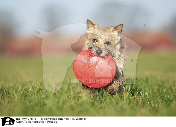 Cairn Terrier apportiert Frisbee / Cairn Terrier retrieves Frisbee / MW-07516