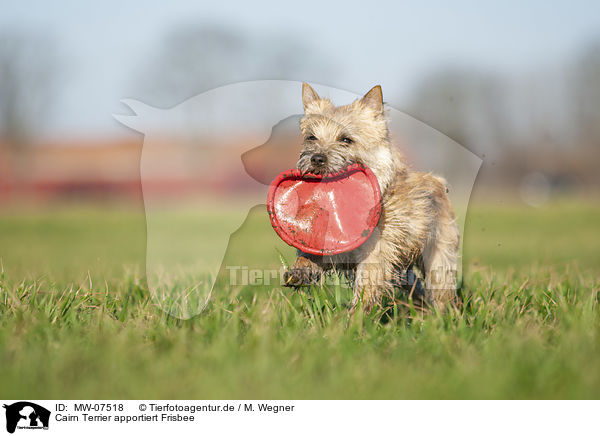 Cairn Terrier apportiert Frisbee / Cairn Terrier retrieves Frisbee / MW-07518