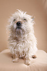 sitzender Cairn Terrier