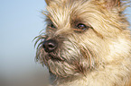 Cairn Terrier Gesicht