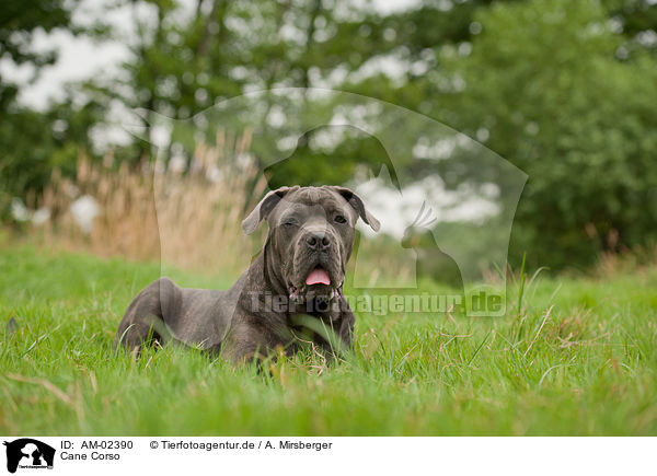 Cane Corso / AM-02390