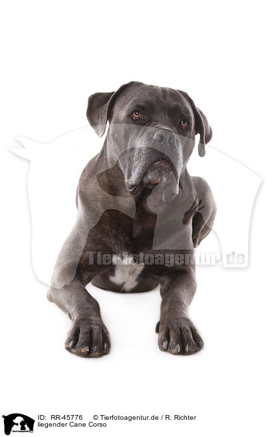 liegender Cane Corso / RR-45776