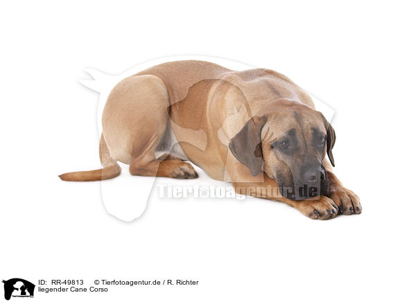 liegender Cane Corso / RR-49813