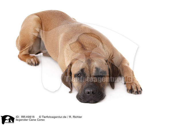 liegender Cane Corso / lying Cane Corso / RR-49816