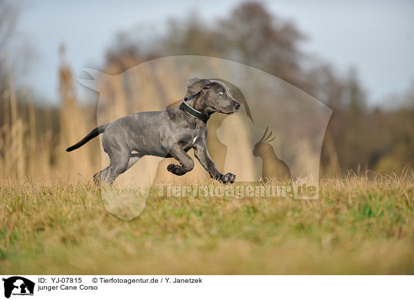 junger Cane Corso / young Cane Corso / YJ-07815