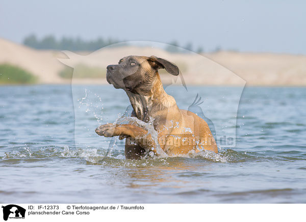 planschender Cane Corso / splashing Cane Corso / IF-12373