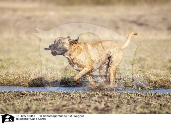 spielender Cane Corso / MW-13357