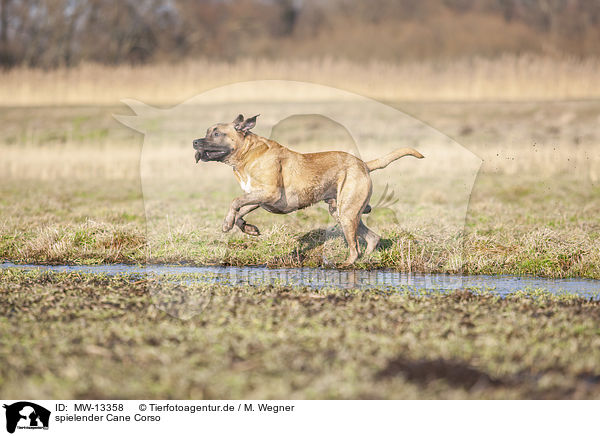 spielender Cane Corso / MW-13358