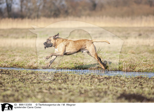 spielender Cane Corso / MW-13359