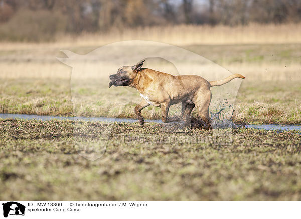 spielender Cane Corso / MW-13360