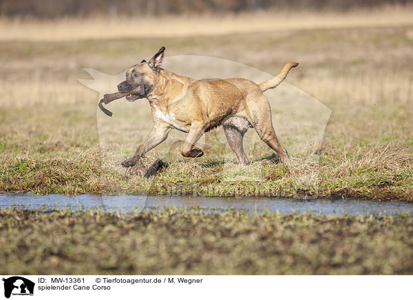 spielender Cane Corso / MW-13361