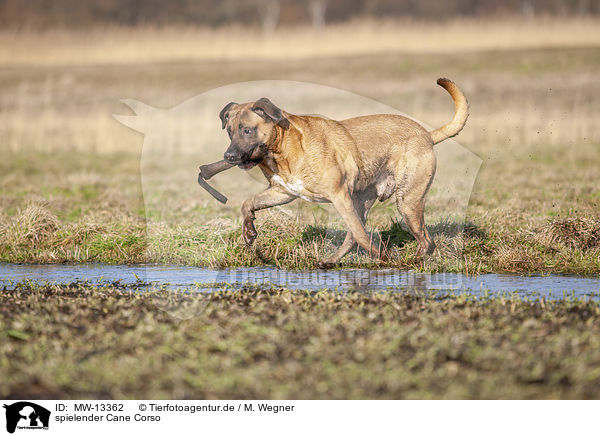 spielender Cane Corso / MW-13362