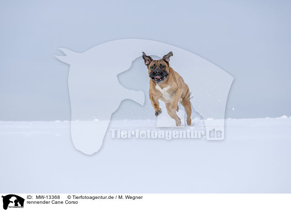 rennender Cane Corso / MW-13368