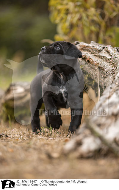 stehender Cane Corso Welpe / standing Cane Corso puppy / MW-13447