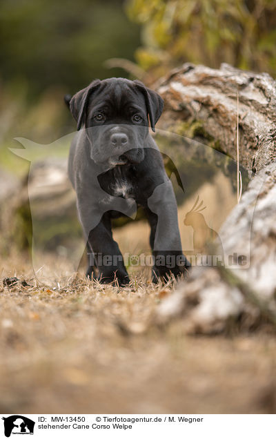stehender Cane Corso Welpe / standing Cane Corso puppy / MW-13450