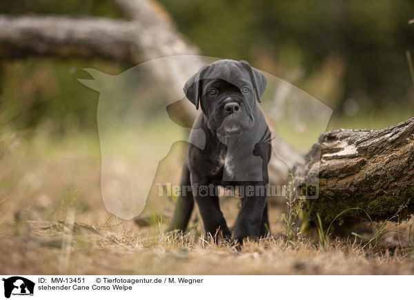 stehender Cane Corso Welpe / standing Cane Corso puppy / MW-13451