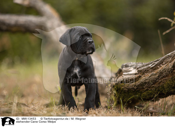 stehender Cane Corso Welpe / standing Cane Corso puppy / MW-13453
