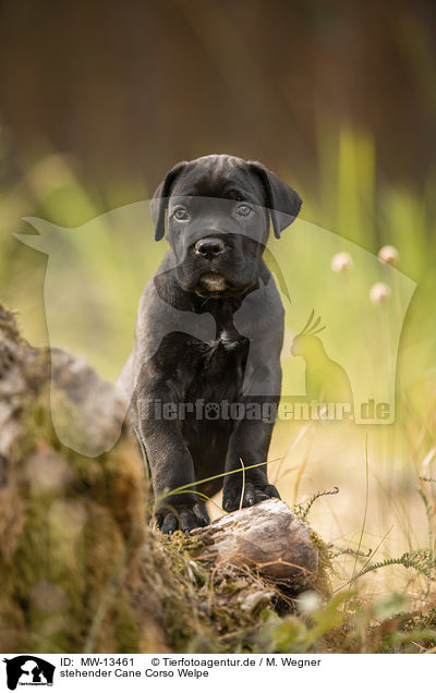stehender Cane Corso Welpe / standing Cane Corso puppy / MW-13461