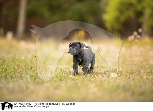 rennender Cane Corso Welpe / running Cane Corso puppy / MW-13462