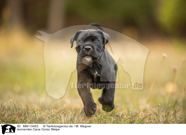 rennender Cane Corso Welpe / running Cane Corso puppy / MW-13463