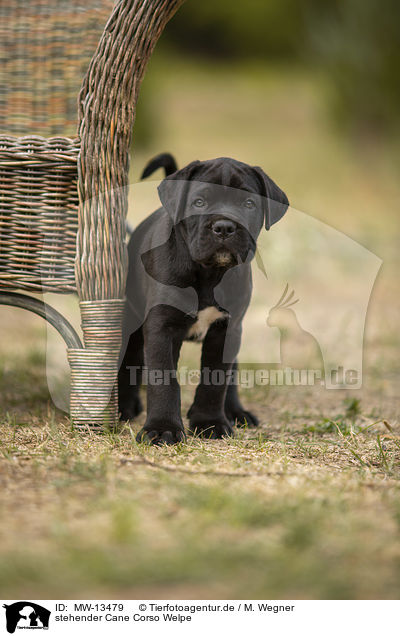 stehender Cane Corso Welpe / standing Cane Corso puppy / MW-13479