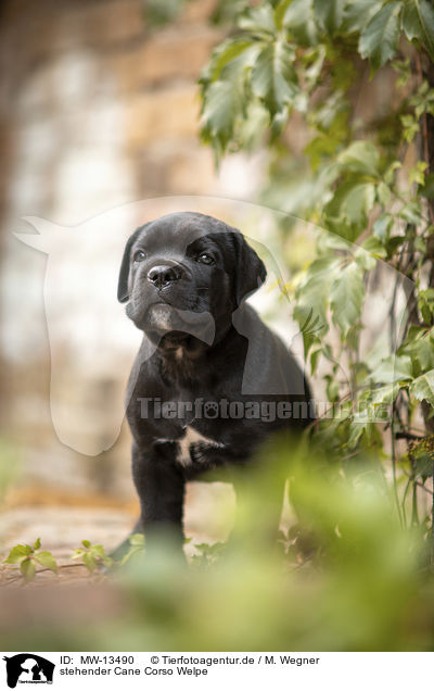 stehender Cane Corso Welpe / standing Cane Corso puppy / MW-13490