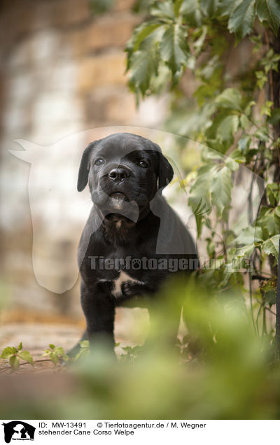 stehender Cane Corso Welpe / standing Cane Corso puppy / MW-13491