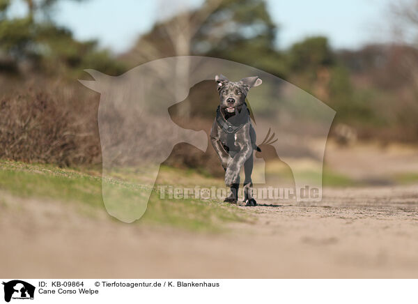 Cane Corso Welpe / KB-09864