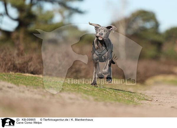 Cane Corso Welpe / Cane Corso Puppy / KB-09865