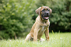 Cane Corso Welpe