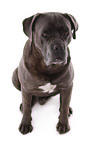 sitzender Cane Corso