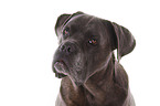 Cane Corso Portrait