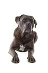 liegender Cane Corso