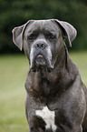 Cane Corso Portrait