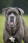 Cane Corso Portrait