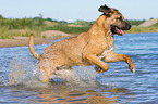 rennender Cane Corso