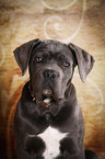 junger Cane Corso