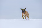 rennender Cane Corso