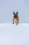 rennender Cane Corso