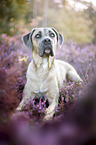 liegender Cane Corso