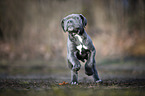 rennender Cane Corso Welpe