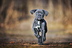 rennender Cane Corso Welpe