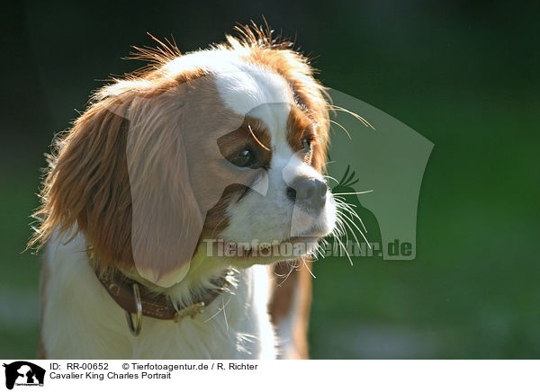 Cavalier King Charles Portrait / Cavalier King Charles Portrait / RR-00652