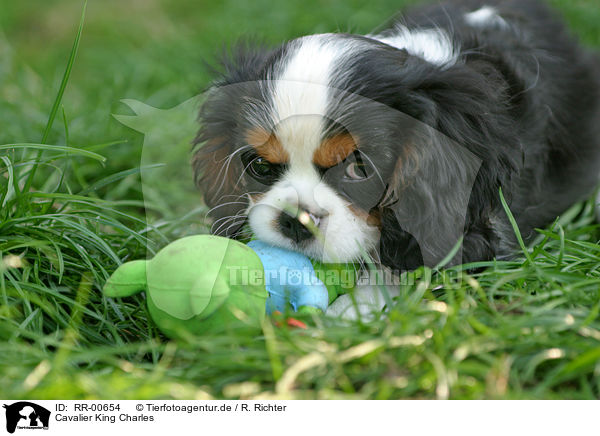 Cavalier King Charles / Cavalier King Charles / RR-00654