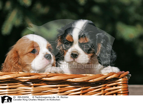 Cavalier King Charles Welpen im Krbchen / CKC puppies in the basket / RR-00658