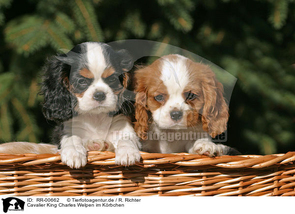 Cavalier King Charles Welpen im Krbchen / CKC puppies in the basket / RR-00662