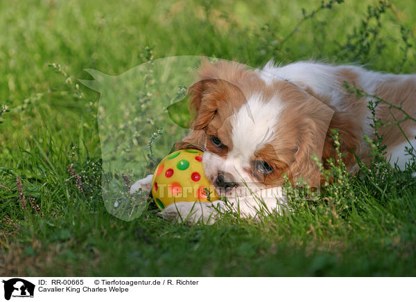Cavalier King Charles Welpe / Puppy / RR-00665